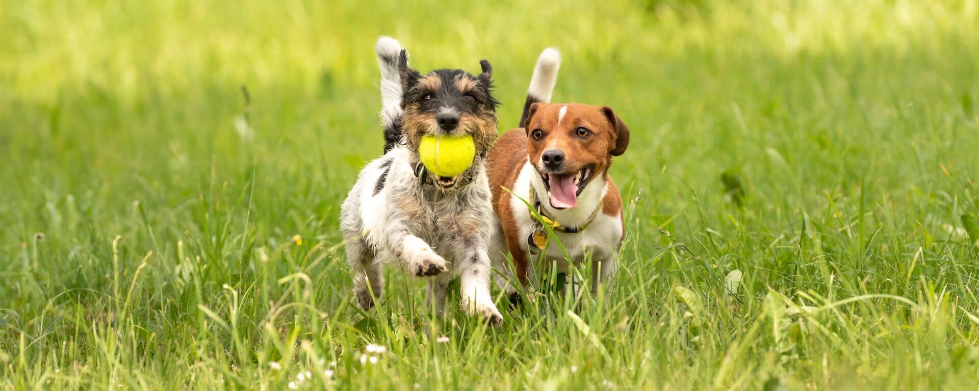 Pet hospital in Saginaw MI