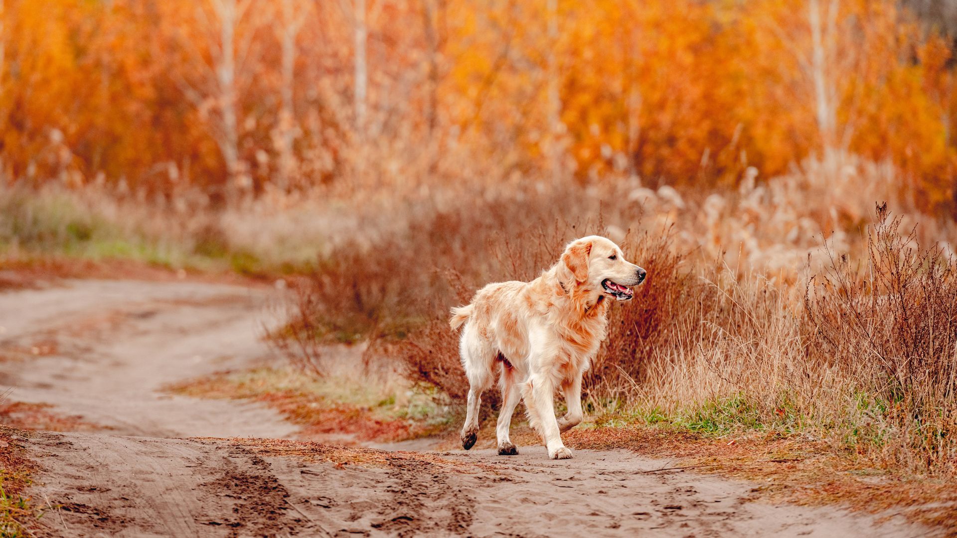 Cole Veterinary Hosptial in Saginaw, Michigan - Veterinarian Near Me