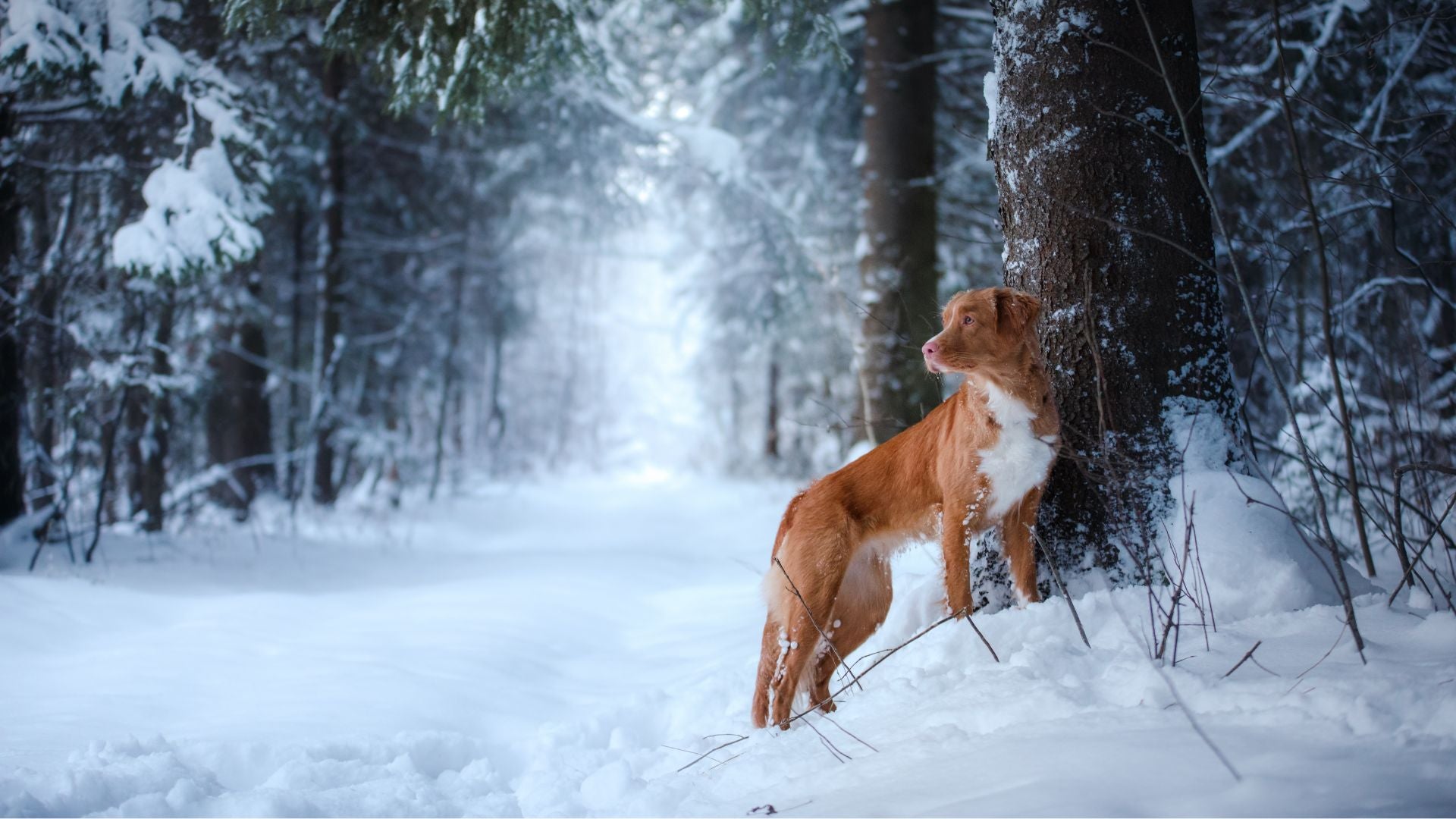 Vet Near Me in Saginaw, Michigan - Cole Veterinary Hospital