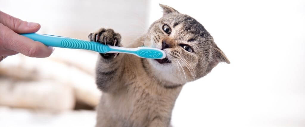 National Pet Dental Health Month cats