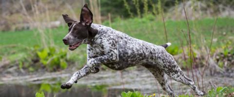 Pointer on hunting trip with owner Pointer on hunting trip with owner