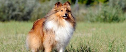 Shetland Sheepdog Breed Shetland Sheepdog Breed
