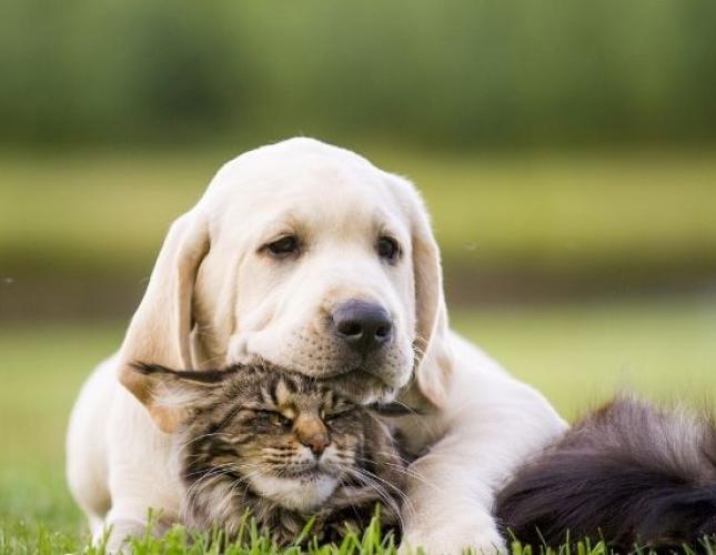 Does My Pet Need Year-Round Flea and Tick Prevention? Yes, and Here's Why!