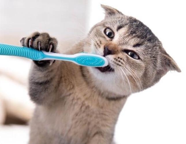 National Pet Dental Health Month: Caring For Your Cat's Teeth