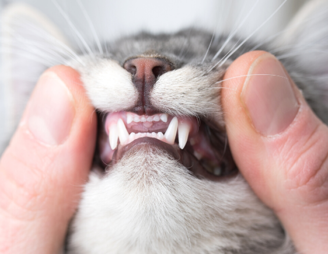 Pet Dental Month