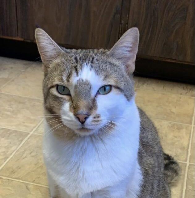 Mouse