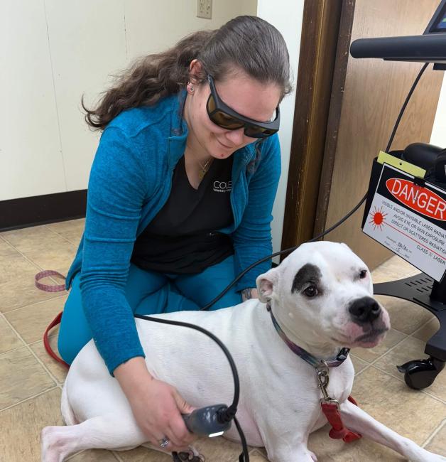 Dog Laser Therapy