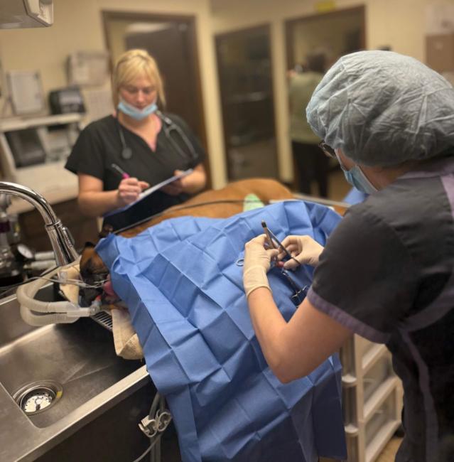 Pet Surgery Near Me In Saginaw, MI