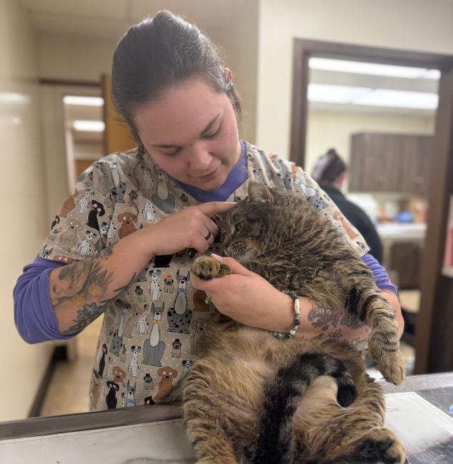 Cat Services