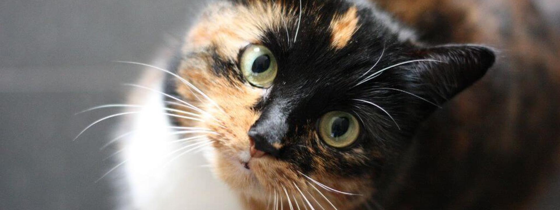 Cat looking at the camera, kept healthy by cat wellness exams
