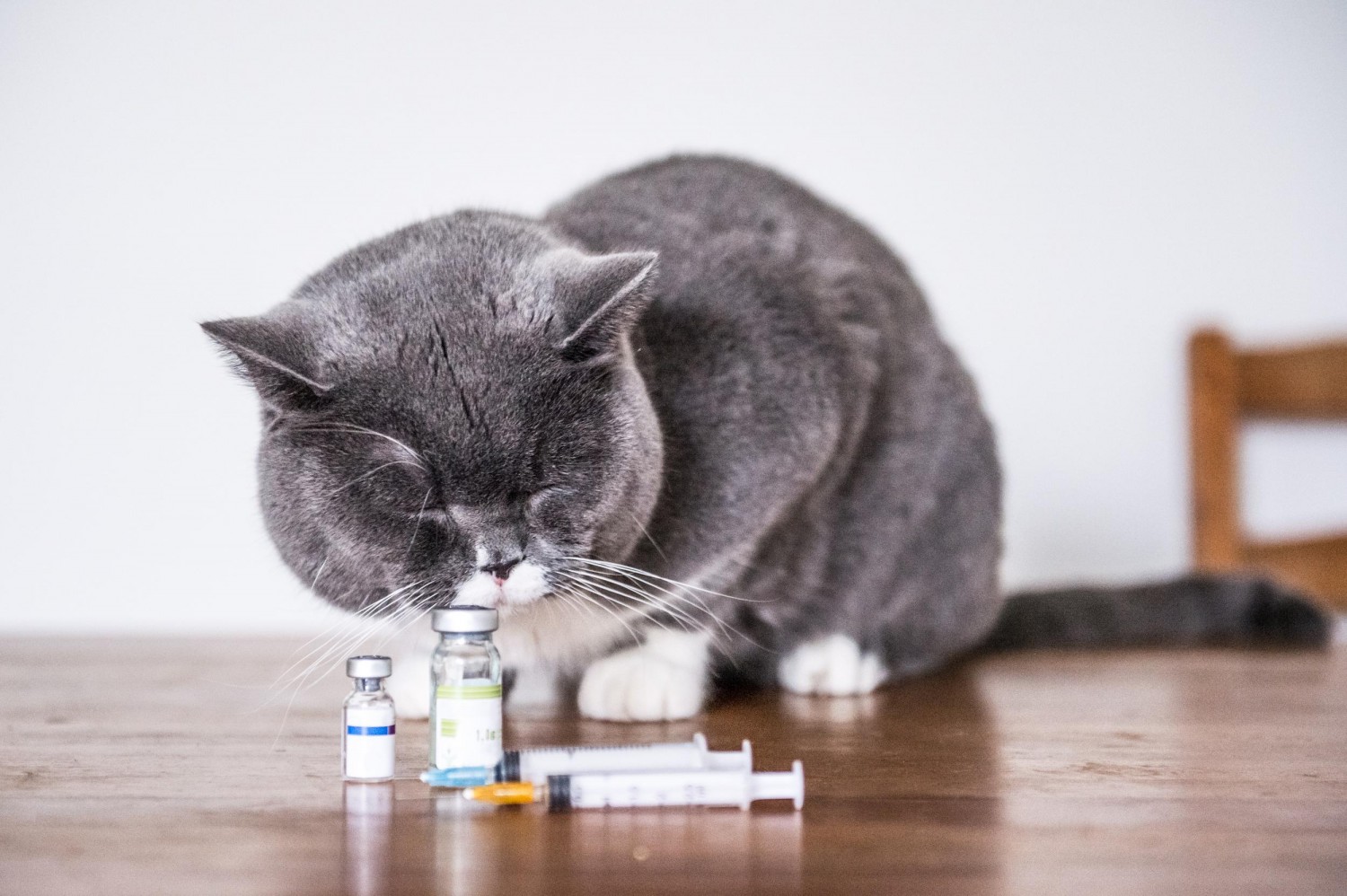 Cat with Vaccines on counter