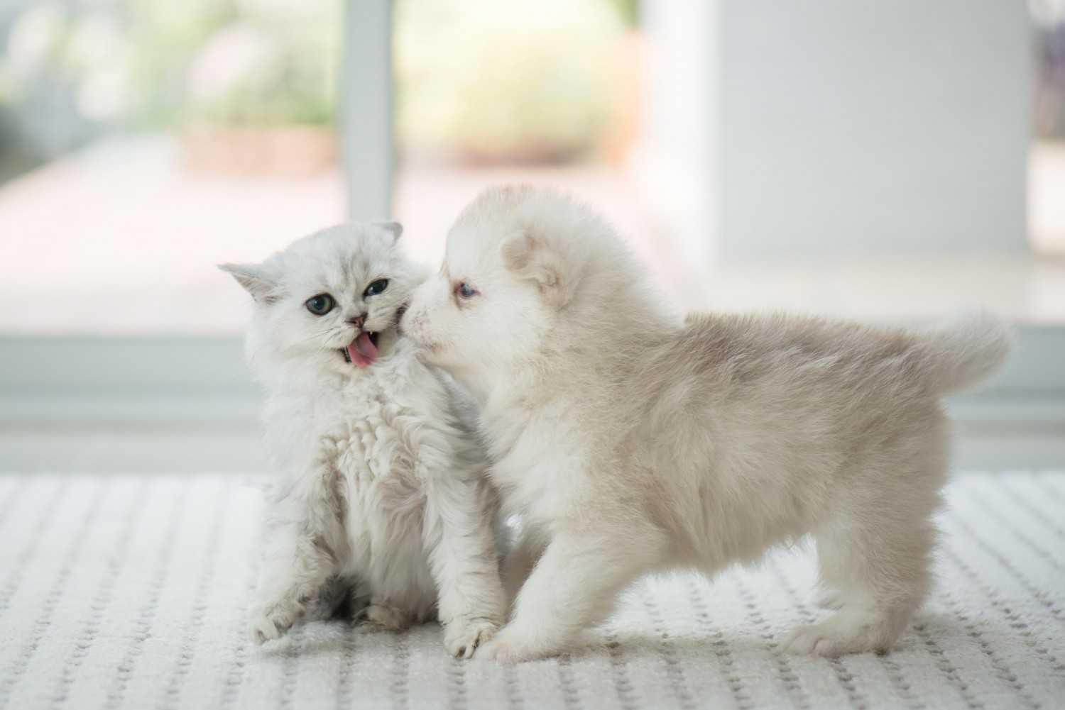 White Cat and Dog