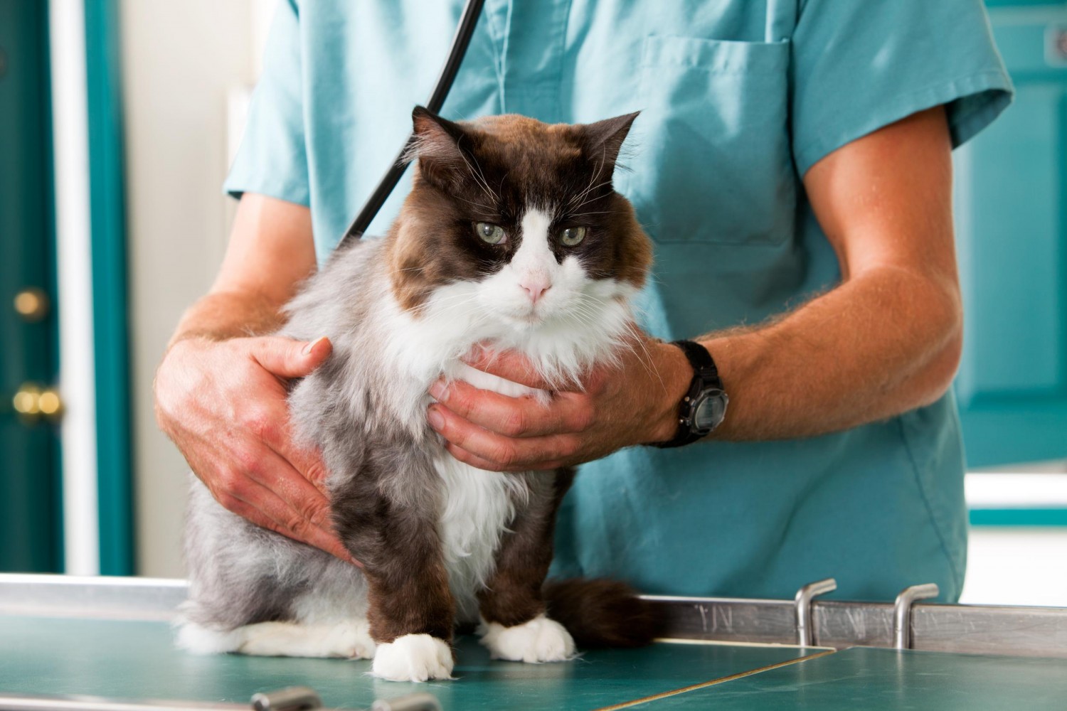 Cat being checked by Doctor